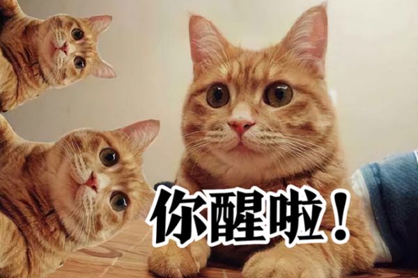 北京宠物训练基地