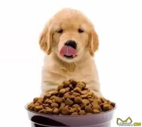 不要盲目的喂狗了，狗狗到底应当吃什么样的食物？看这里