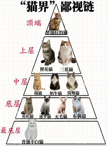 “猫界”鄙视链