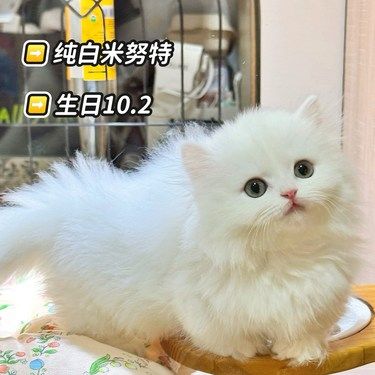 怎么会有这么甜的小猫咪呀