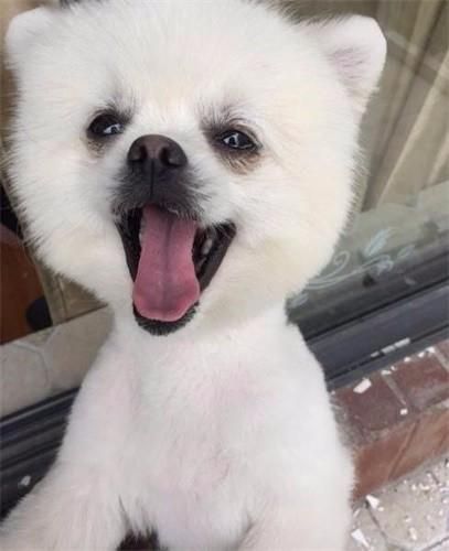 狗狗便秘做手术多少钱，狗狗便秘家常方法