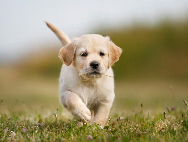 金毛幼犬可以吃什么食物