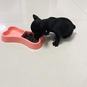 自制狗粮（软粮）的做法 步骤5