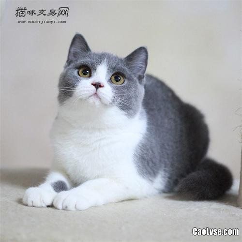宠物网购平台哪个好 宠物猫交易网站,个人出售宠物的平台