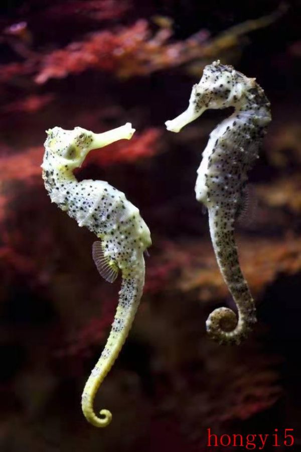 各种动物繁殖后代的方式（10种动物的繁殖方式）(图1)