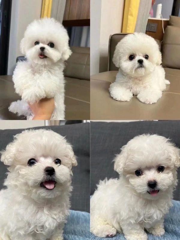 最新研发的犬类繁殖用品，让你的爱犬繁殖更加高效
