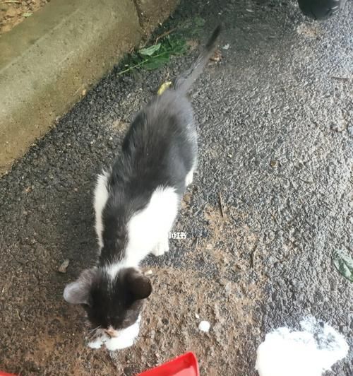 猫咪吐了猫粮后，你该怎么做（从饮食、环境到日常护理）