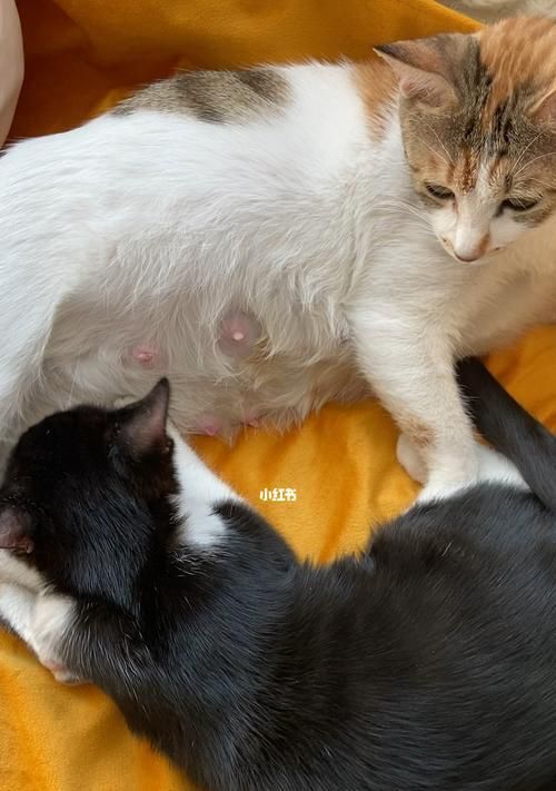 如何正确喂养猫咪喝奶（掌握喂养技巧）