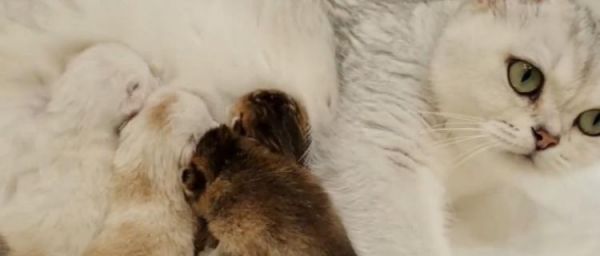 如何正确喂养猫咪喝奶（掌握喂养技巧）