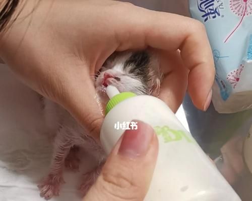 如何正确喂养猫咪喝奶（掌握喂养技巧）