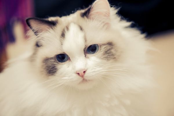 猫咪喂养六大法则，你看看你知道几条？