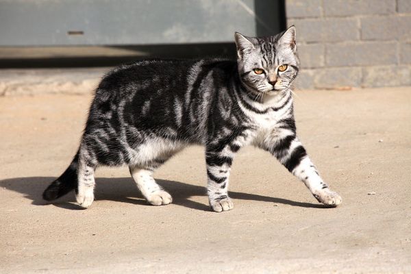 猫咪喂养六大法则，你看看你知道几条？