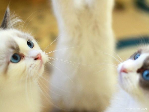 猫咪喂养六大法则，你看看你知道几条？