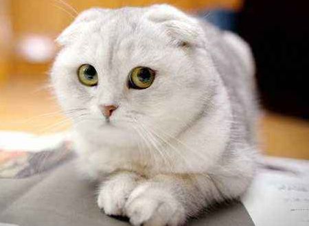 猫咪喂养六大法则，你看看你知道几条？