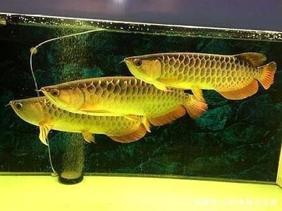 黑鱼缸好还是白鱼缸好：家庭装修选择黑鱼缸还是白鱼缸 鱼缸风水