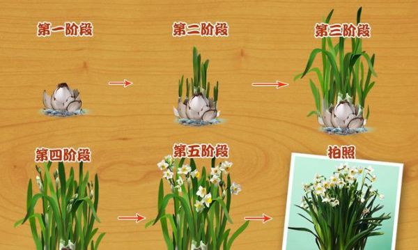 墨西哥火脚的饲养全指南（以宠物为主，让你的火脚健康成长）