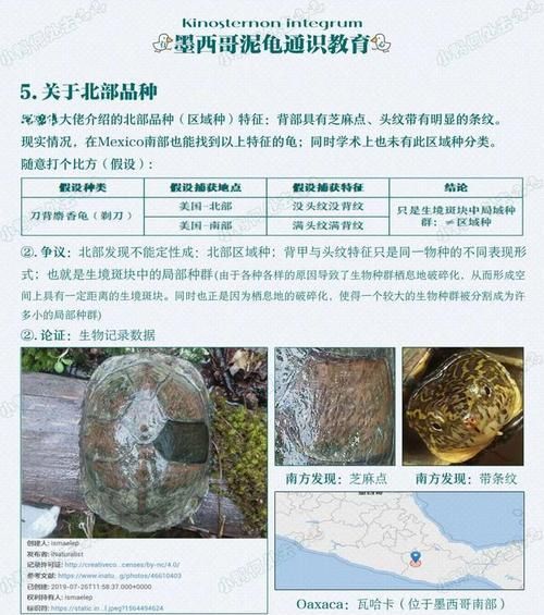 墨西哥火脚的饲养全指南（以宠物为主，让你的火脚健康成长）