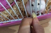 仓鼠食谱——蛋白糕
