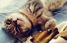 猫猫的营养餐01---巴沙鱼+蔬果篇