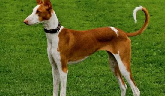 伊比赞猎犬怎么养 注意食物要营养均衡