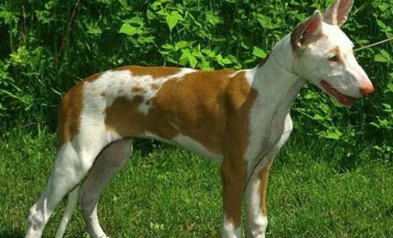 伊比赞猎犬怎么养 注意食物要营养均衡