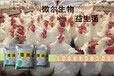 鹅饲料添加剂调节肠道-腹泻过料消化不良家禽专用添加剂