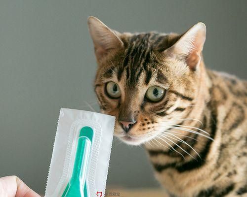 宠物猫咪外驱虫攻略（从预防到治疗）