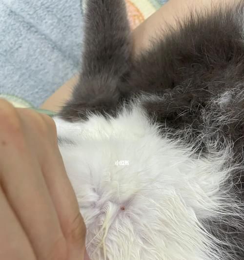 宠物猫咪外驱虫攻略（从预防到治疗）
