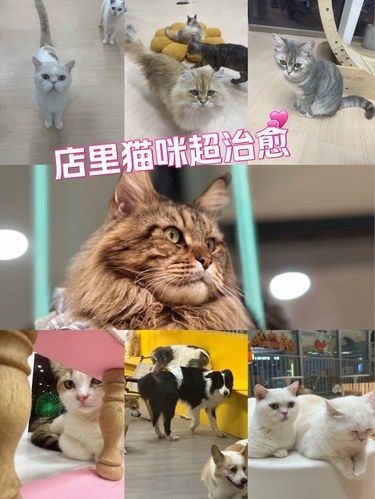 建议严查这家猫咖狗咖 去的人都不想出来