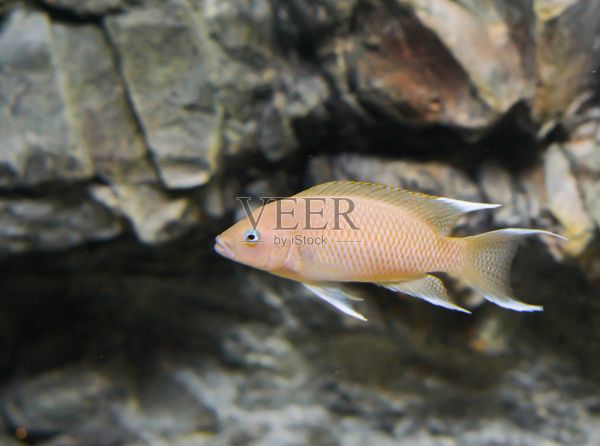 这是一种来自非洲马拉维湖的受欢迎的热带水族馆宠物照片摄影图片