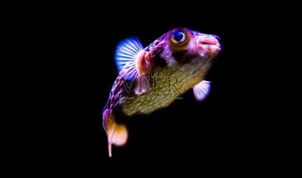 斑点豪猪鱼孤立在一个黑色的背景，有趣的水族馆宠物从热带海洋照片摄影图片