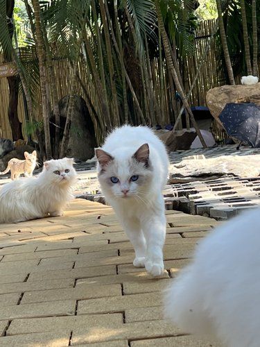 在家撸不到的猫，在这里撸到了