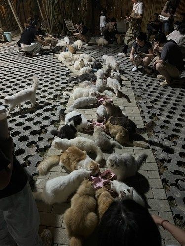白云山脚下有几百只猫