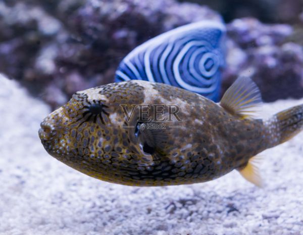 幼地图河豚鱼在特写，一个热带水族馆宠物从印度洋照片摄影图片