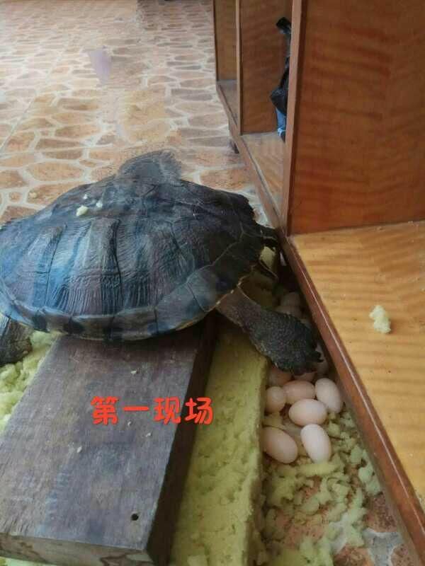 点击查看高清原图