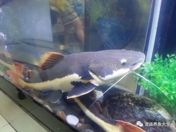 混养的萌宠乐园，多元文化的宠物天堂