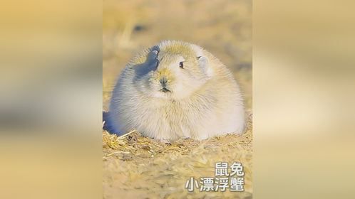 草民不柴鼠兔，小漂浮蟹，毛躄鱼