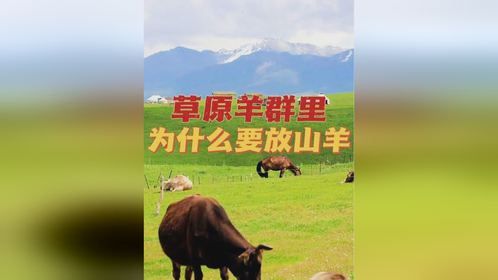 在草原上的羊群里为什么都会放几只山羊！