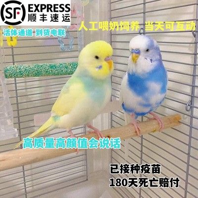 大头虎皮鹦鹉活鸟手养会说话的鹦鹉幼鸟唱歌小鸟牡丹玄凤观赏宠物