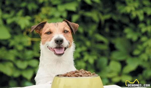 蛋白质越多，犬粮的品质就越好？我们的狗狗到底需要多少的蛋白质
