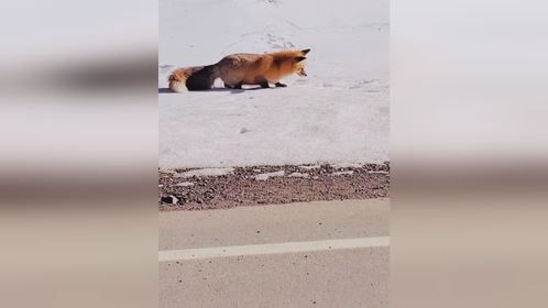 狐狸捕捉猎物瞬间，都快钻到地底下了