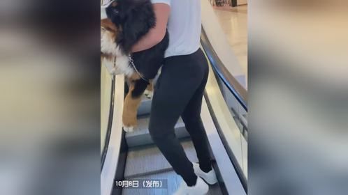 狗狗很大却很怂，怎么都不敢坐电梯
