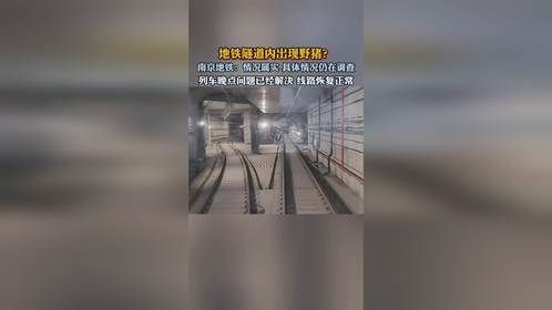 地铁隧道内出现野猪？南京地铁：情况属实 具体情况仍在调查。