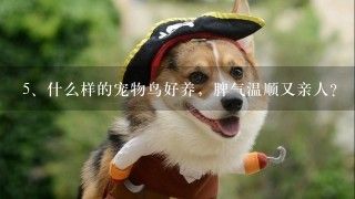 什么样的宠物鸟好养，脾气温顺又亲人？