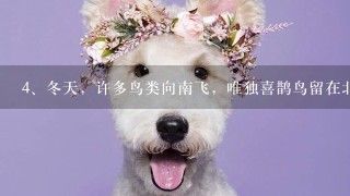 冬天，许多鸟类向南飞，唯独喜鹊鸟留在北方，不怕冷