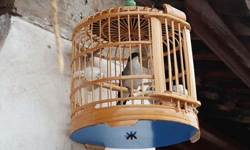 家里养什么动物对风水好 养动物风水禁忌