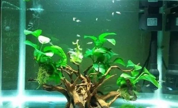 水栽植物