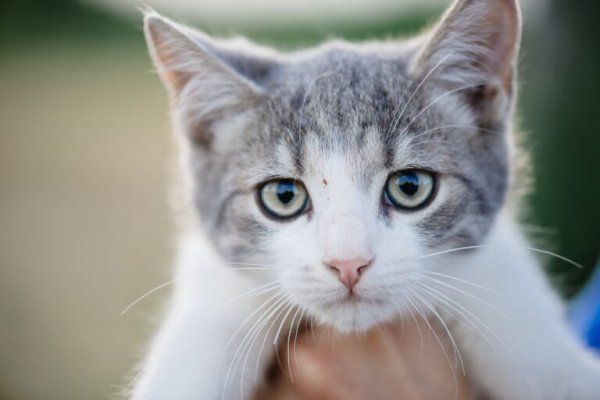 养猫对女性的危害是什么