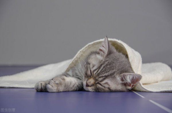 养猫对女性的危害是什么