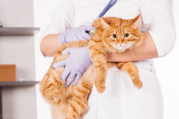养猫对女性的危害是什么